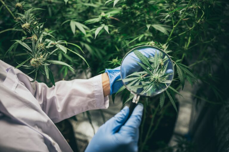 Reducir el dolor con Aceite de Cannabis