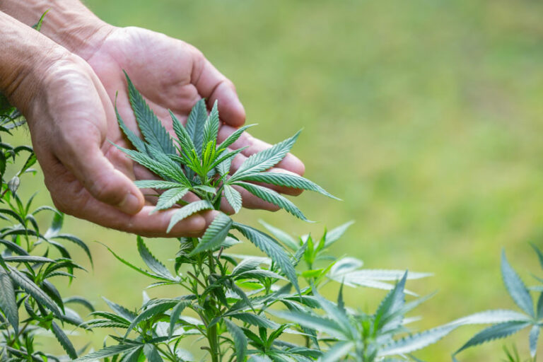 Aceite de cannabis en Lima